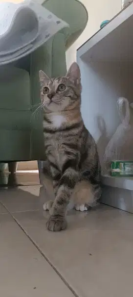 Lepas Adopt Kucing Brown Tabby