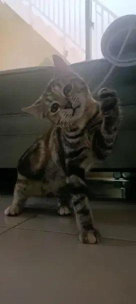 Lepas Adopt Kucing Brown Tabby