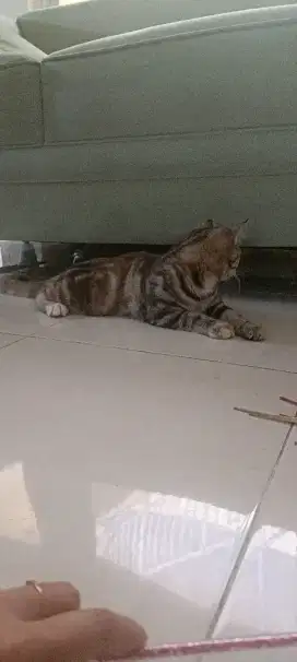 Lepas Adopt Kucing Brown Tabby