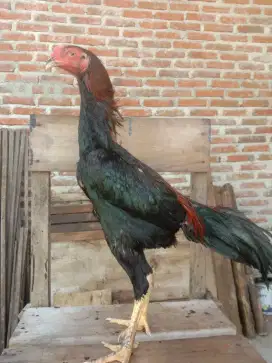Ayam bangkok x mangon