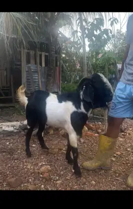 Kambing kampung