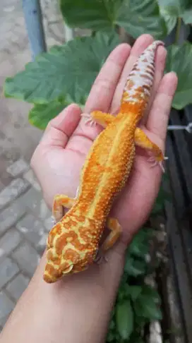 Gecko Aptor Eclipse