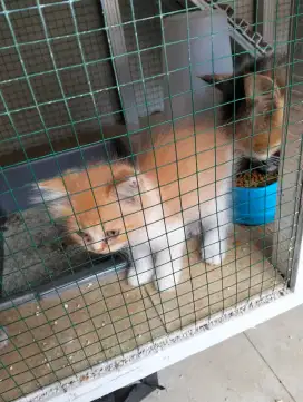 Kucing Persia kitten
