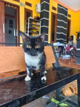 Scottish stright hibah khusus cat lover