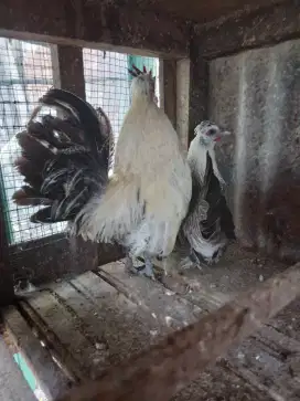 Ayam Polandia sepasang