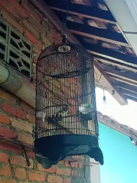 Burung edel senger receh