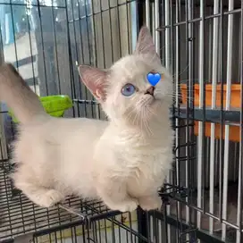 kitten munchkin betina