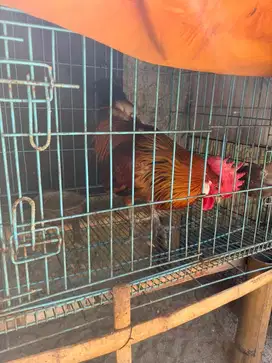 Ayam Jantan (Ayam Ketawa)
