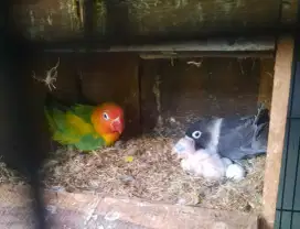 Lovebird Sepasang Induk resmi Batman dan GS Pied