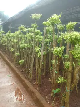 Pohon Bonsai Anting Putri
