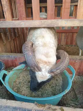 Dijual Domba Garut Jantan & Betina