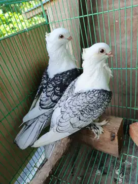 Sepasang merpati santinet black lace dan merpati kipas fantail
