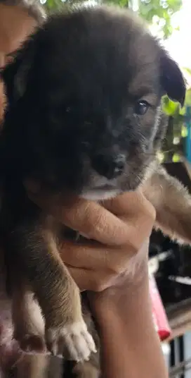 Anak Anjing Bulu Lebat