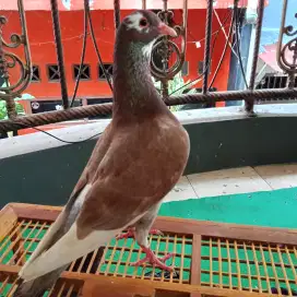 Burung dara merpati kolong player cerdas