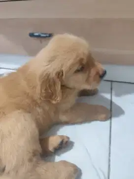 Golden retriever