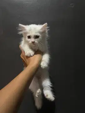 Kitten Persia Usia 3 Bulan