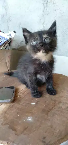 Kitten persia betina