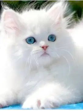 Blue Eye Mata Biru Kitten Anak Kucing Putih Persia Anggora Himalaya