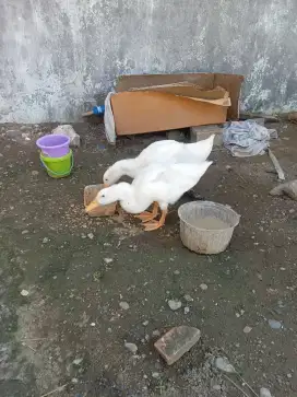 Bebek Peking Jumbo