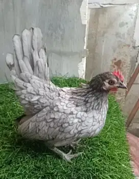 Ayam serama betina