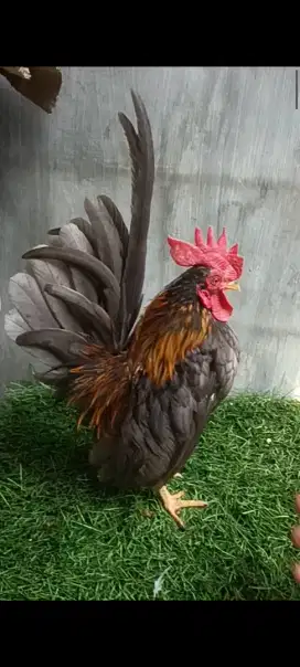 Ayam serama jantan abu2