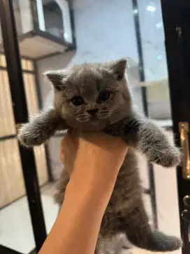Paid Open Adopt BSH Umur 2 Bulan. Pedigree
