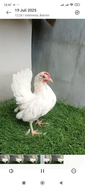 Ayam serama betina putih