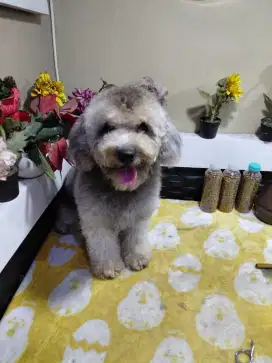 Poodle silver jantan 1 tahun