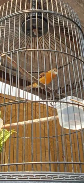 Jual cepat burung silangan full set