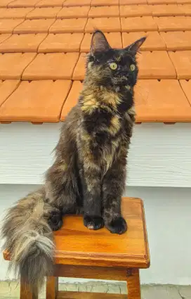 Mainecoon Betina Female NP