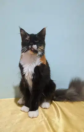 Mainecoon Betina Female PED CFA