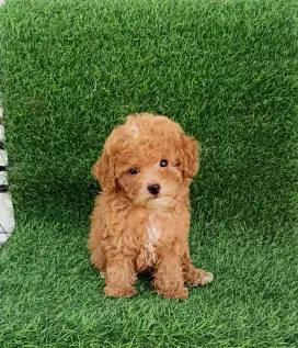 Super tiny red poodle betina stambum