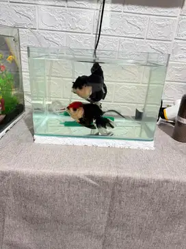 Aquarium lepet bending / melengkung all in