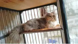 Peaknose betina calico dilute
