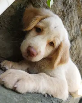Anakan anjing jumbo lucu gemuk golden mixbreed labrador istimewa
