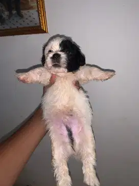 Anak anjing mini lucu mini poodle shitzu maltipo