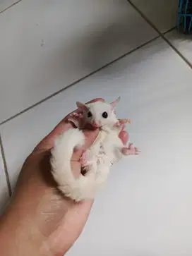 sugar glider Leu