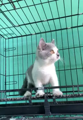 BSH BRITISH SHORTHAIR BICOLOR