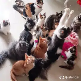 Kucing RAS dan kucing LOKAL