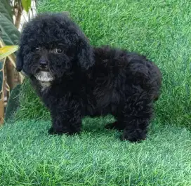Teacup Black Poodle Betina Stambum