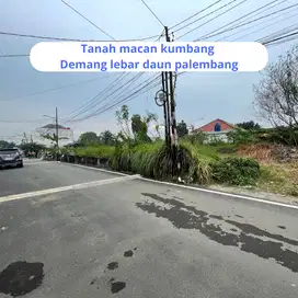 Tanah Palembang lokasi macan kumbang demang lebar daun