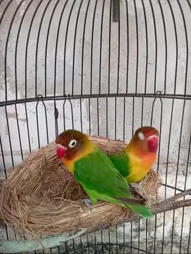 Burung Lovebird