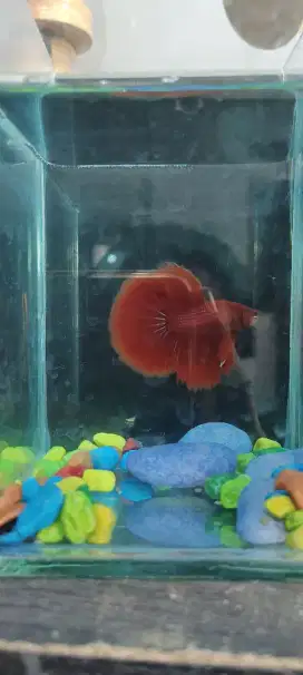 IKAN CUPANG HALFMOON BETTA FISH