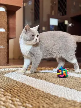 Kucing british shorthair betina murah