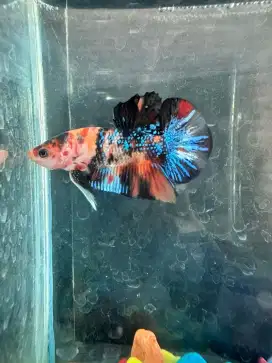 IKAN CUPANG BETTA FISH