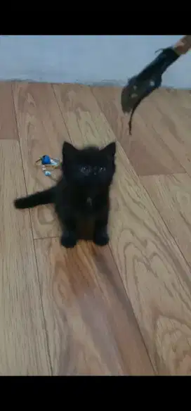 Kucing Kitten betina 2 bulan kurang