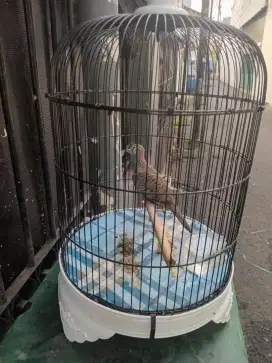 Burung perkutut bangkok