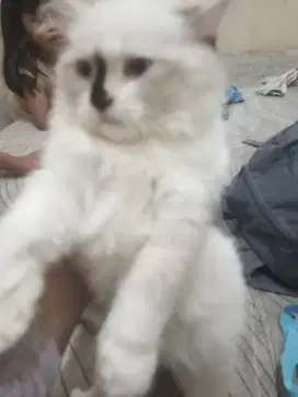 Lepas adop krna sibuk kerja