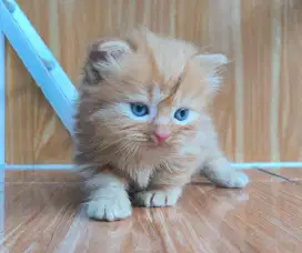 Kucing Munchkin Gaelic Fold Jantan