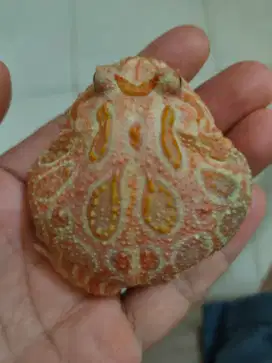Katak pacman strawberry